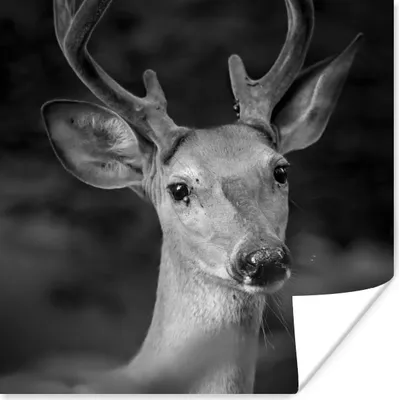 Produktbild von MuchoWow® Poster Tierprofil Hirsche in schwarz und weiß 50x50 cm - Wohnzimmerdekoration