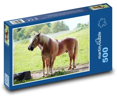 Obrázek produktu pro martinpuzzle - Puzzle 500 - Zvířata - koně