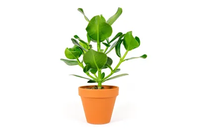 Obrázek produktu pro Gardners Clusia rosea, průměr 12 cm