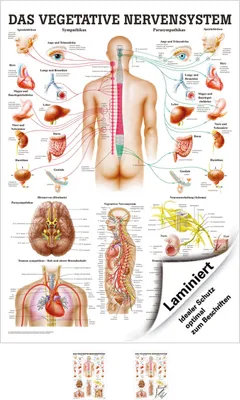 Produktbild von Vegetatives Nervensystem Lehrtafel Anatomie 100x70 cm medizinische Lehrmittel