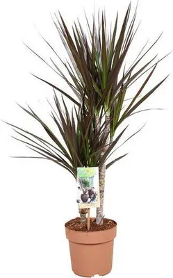 Immagine prodotto di Dracaena Magenta Ø17cm, altezza 80cm, pianta da appartamento facile da curare