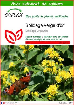 Image de SAFLAX  - Solidage verge d'or - 100 graines - Avec substrat - Solidago