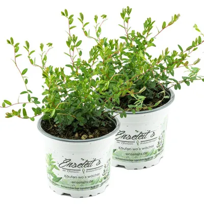Produktbild von Enseleits 2er Set Cranberry Pflanze - Cranberries, Vaccinium macrocarpon
