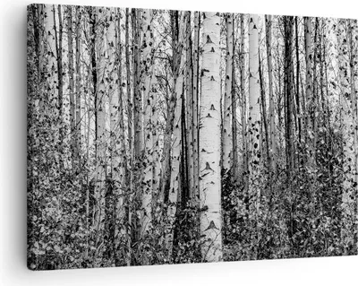 Produktbild von Bild auf Leinwand - Leinwandbild - Einteilig - Birken Wald Monochrom - 70x50cm - Wand Bild - Wanddeko - Wandbilder - Leinwanddruck - Bilder - Wanddekoration - Leinwand bilder - Wandbild - AA70x50-4643