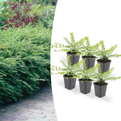Zdjęcie produktu dla Roslina okrywowa - Mirt - Lonicera nitida 'Maigrün' - Doniczka 9 cm - Zestaw 12 roslin