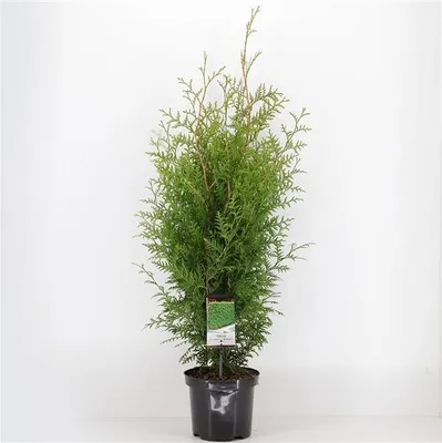 Produktbild von Lebensbaum Brabant 100-120 - Thuja occidentalis Brabant - Heckenpflanze - Koniferen