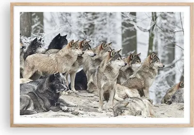 Produktbild von Gerahmtes Poster - Rahmen in heller Eiche - Rudel Wölfe Winter - 91,5x61 cm - Wand Bild - Wanddeko - Wandbilder - Wandposter - Bilderrahmen - Bilder - Kunstdruck - Wandbild - P2NAA91x61-4357