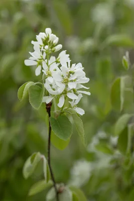 A close-up of white flowers and green leaves on a branch.