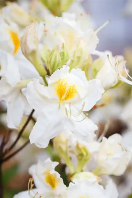 Produktbild von Rhododendron luteum 'Schneegold', gelb, 40–50 cm