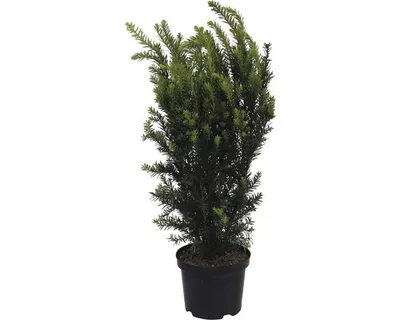 Obrázek produktu pro Tis prostřední FloraSelf Taxus media 'Hillii' výška 30-40 cm květináč 3 l