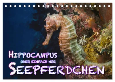 Productafbeelding van Hippocampus, of simpelweg zeepaardje (tafelkalender 2027, formaat DIN A5 liggend), CALVENDO maandkalender