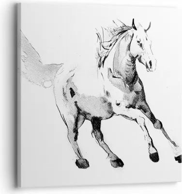 Produktbild von Bild auf Leinwand - Leinwandbild - Einteilig - Pferd Galopp Tier - 30x30cm - Wand Bild - Wanddeko - Wandbilder - Leinwanddruck - Bilder - Wanddekoration - Leinwand bilder - Wandbild - AC30x30-5117