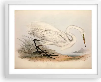 Produktbild von Gerahmtes Poster - Weißer Rahmen - Vogel Weiß Reiher - 50x40 cm - Wand Bild - Wanddeko - Wandbilder - Kunstposter - Wandposter - Bilderrahmen - Bilder - Kunstdruck - Wanddekoration - P2WAA50x40-4979