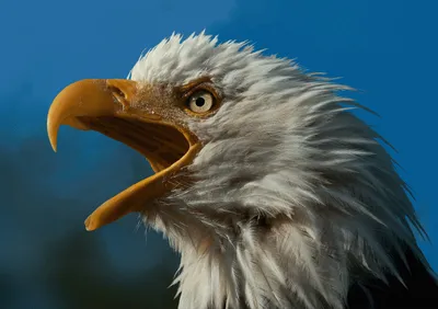 Produktbild von 3 D Ansichtskarte Weißkopfseeadler, Postkarte Wackelkarte Hologrammkarte, Tier Vogel Adler