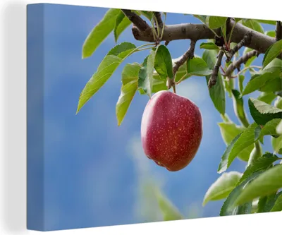 Produktbild von OneMillionCanvasses® - Leinwandbilder - 140x90 cm, Apfel - Obst - Baum, Wandbilder Kunstdruck Wanddekoration