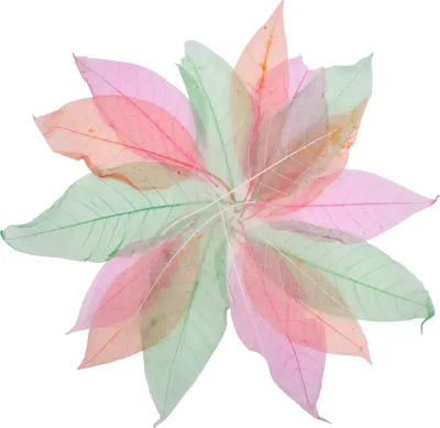 Produktbild von EDUPLAY 370150 Transparente Blätter 20er Set, transparent