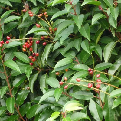 Immagine prodotto di 2 x alloro portoghese - Prunus lusitanica | 40-50 cm in contenitore