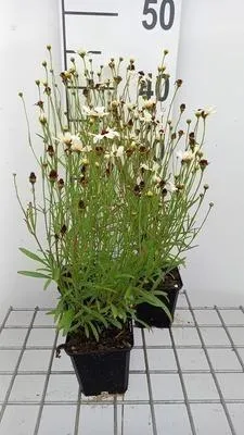 Produktbild von 6 x  Coreopsis hybr. 'Fools Gold'® - Mädchenauge - Topf 9 x 9 cm