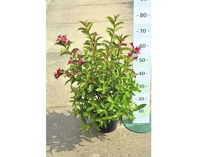 Produktbild von Weigelie FloraSelf Weigela 'Bristol Ruby' H 60 cm Co 4,5 L