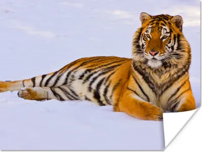 Produktbild von MuchoWow® Poster Tiger - Schnee - Winter - Tiere 120x90 cm - Wandbild