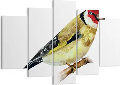 Produktbild von Bild auf Leinwand - Leinwandbild - 5 Teile - Stieglitz Vogel Aquarell - 150x100cm - Wand Bild - Wanddeko - Wandbilder - Leinwanddruck - Bilder - Wanddekoration - Leinwand bilder - EA150x100-4179