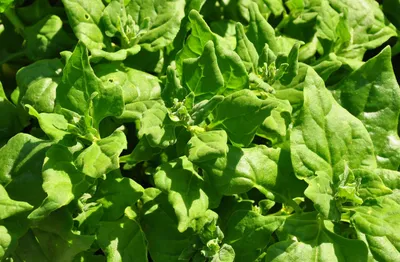 Image de 100 graines d'épinards de Nouvelle-Zélande – Légume d'été rustique pour le jardin, les potagers surélevés et les balcons – Épinards d'été à haut rendement