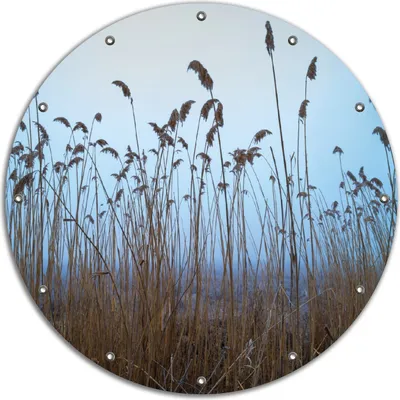 Produktbild von Wallario rundes Outdoor-Poster für Garten oder Balkon, Motiv Schilfrohr am See vor blauem Himmel, 90 cm Durchmesser