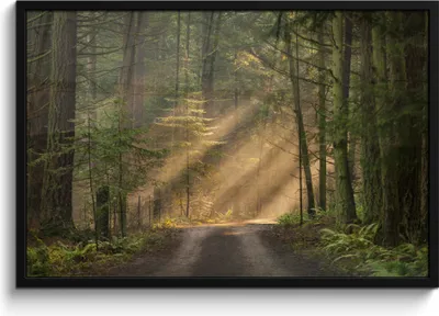 Produktbild von MuchoWow® MuchoWow® Gerahmtes Poster Wald - Baum - Weg 90x60 cm - Poster mit zchwarzem Bilderrahmen - Fotorahmen - Foto-Plakat