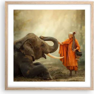 Produktbild von Gerahmtes Poster - Rahmen in heller Eiche - Elefant Mönch Stoßzahn - 50x50 cm - Wand Bild - Wanddeko - Wandbilder - Wandposter - Bilderrahmen - Bilder - Kunstdruck - Wandbild - P2NAC50x50-3484