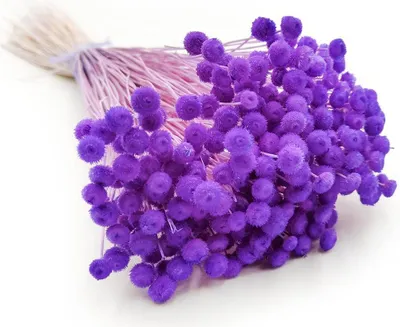 Produktbild von Botao Amarelino Getrocknete - (Amarelinho) - Lavendel