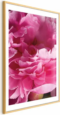 Produktbild von Posterpapier Poster - Beautiful Peonies 40x60 cm Blumen b-C-0400-ao-a