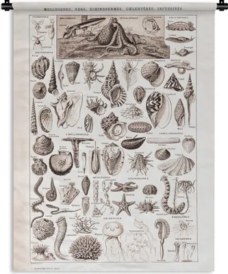 Produktbild von MuchoWow® Wandteppich Wandbehang Meerestiere - Muschel - Schwarz - Weiß 120x160 cm Tapisserie Dekoration Wandtuch - Wohnzimmer - Moderne