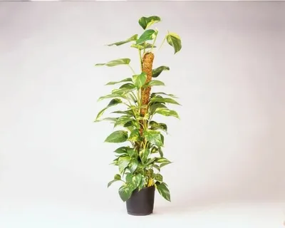 Zdjęcie produktu dla Podpora dla roślin Nature, włókno kokosowe, ochrona UV, 120 cm