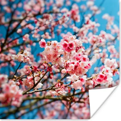 Produktbild von MuchoWow® Poster Frühling - Sakura - Rosa 75x75 cm - Wand Dekoration