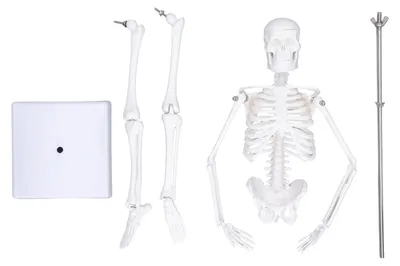 Zdjęcie produktu dla Miniaturowy model szkieletu o wysokości 45 cm, wykonany z PVC, przedstawiający strukturę kości ludzkiego ciała, z ruchomymi rękami i nogami oraz podstawką