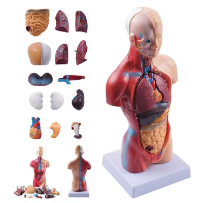 Image de Maquette anatomique du corps humain en 15 pièces, 28 cm. Maquette anatomique du torse humain. Maquette anatomique du squelette avec organes amovibles. Matériel pédagogique.
