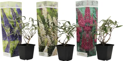 Produktbild von Komule Davidova - 3 ks. - Buddleja davidii - Výška 25-40cm - ⌀9cm