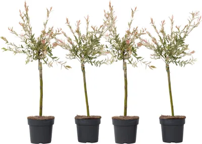 Zdjęcie produktu dla Wierzba całolistna - 4 szt - Salix integra 'Flamingo' - W60-80cm - ⌀17cm