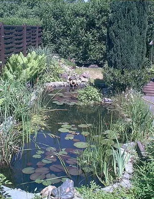 Produktbild von Über 20 Wasserpflanzen für den Gartenteich, Teich