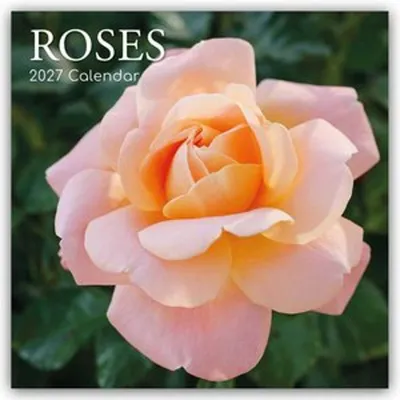 Produktbild von Roses - Rosen 2027 - 16-Monatskalender