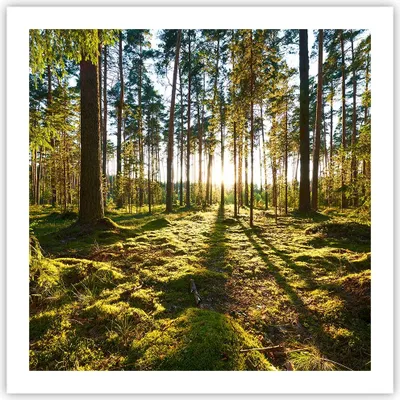 Produktbild von Poster - Poster ohne Rahmen - Wald Baum Natur - 60x60 cm - Wand Bild - Wanddeko - Wandbilder - Kunstposter - Wandposter - Bilder - Kunstdruck - Wanddekoration - Wandbild - P2XAC60x60-3724