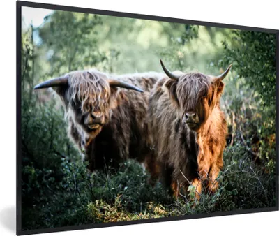 Produktbild von MuchoWow® MuchoWow® Gerahmtes Poster Schottische Hochlandrind - Wald - Tiere 30x20 cm - Poster mit zchwarzem Bilderrahmen - Kunstdruck - Bild-Poster