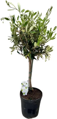 Produktbild von Olea