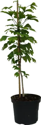 Produktbild von Ginkgo / Fächerblattbaum - Ginkgo biloba im 3 Liter Topf mit 60.-80cm