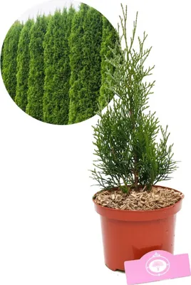 Obrázok produktu pre Thuja occidentalis 'Smaragd' živý plot, 2 l kvetináč
