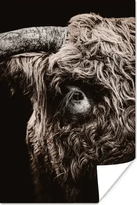 Produktbild von MuchoWow® Poster Schottischer Highlander - Kuh - Stier 40x60 cm - Plakate für die Wand - Poster Babyzimmer