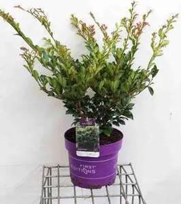 Image de Distylium myr. 'Linebacker'® - Arbuste Distylium en conteneur 40- 50 cm