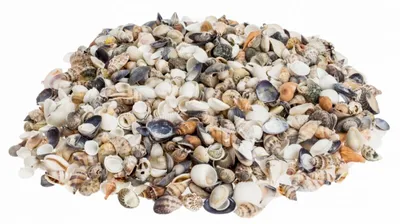 Produktbild von Muschelmix 'Small', Gewicht ca. 0,5kg | Muscheln und Schnecken
