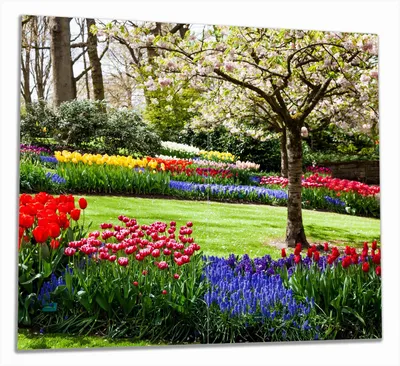 Produktbild von Wallario Herdabdeckplatte aus Glas, Größe 60 x 52 cm 2-teilig, Motiv Bunte Blumen und Kirsch-Baum im Park blühen im Frühling