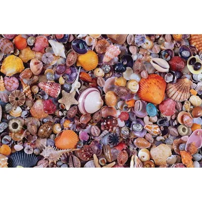 Produktbild von PIATNIK Puzzle Muschel 1000 Teile